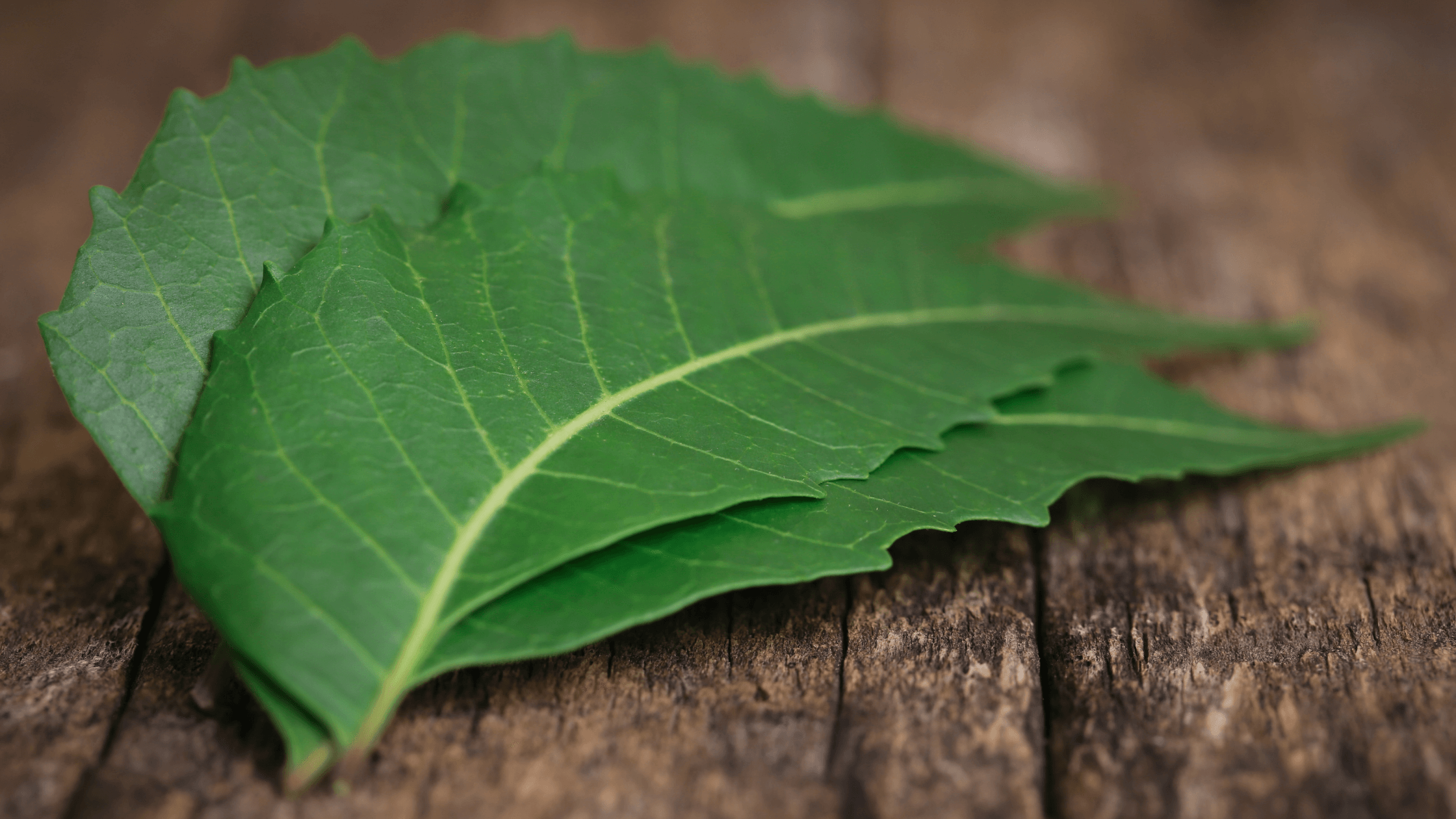 Neem Benefits For Acne Man Matters