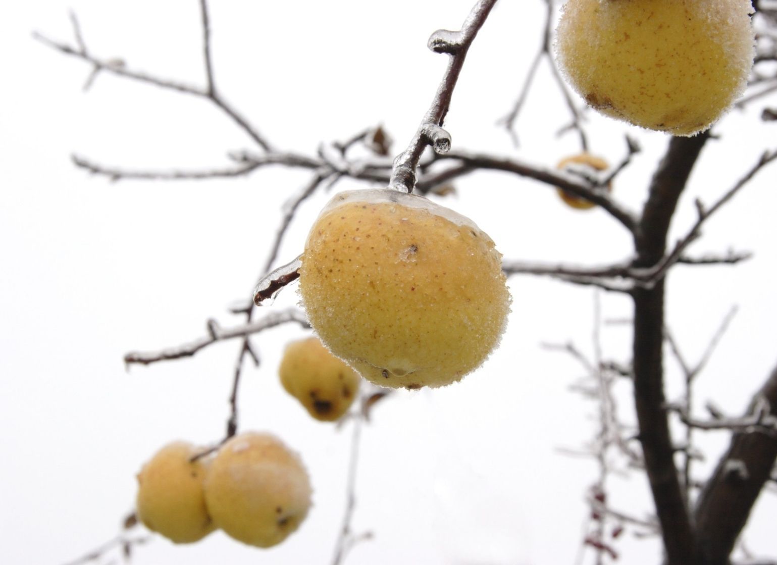 ice-apple-nungu-calories-benefits-side-effects-recipe-more