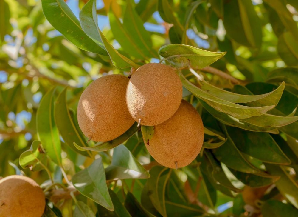 14 Incredible Chikoo Benefits Which Will Make You Eat It Daily!