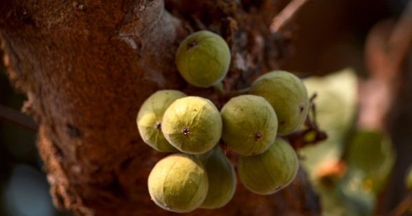 13 Effective Anjeer (Fig) Benefits ~ Science Backed | Be Bodywise